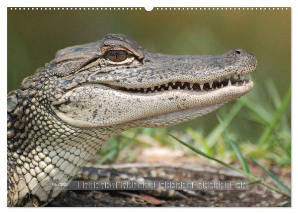 Produktbild: Krokodile & Alligatoren (hochwertiger Premium Wandkalender 2026 DIN A2 quer), Kunstdruck in Hochglanz