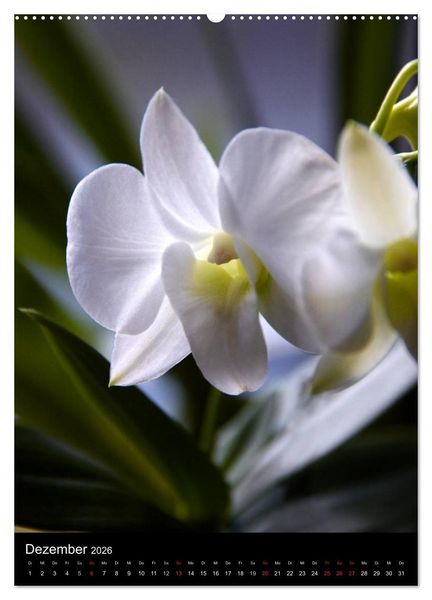 Produktbild: Faszination Orchideen (Wandkalender 2026 DIN A2 hoch), CALVENDO Monatskalender