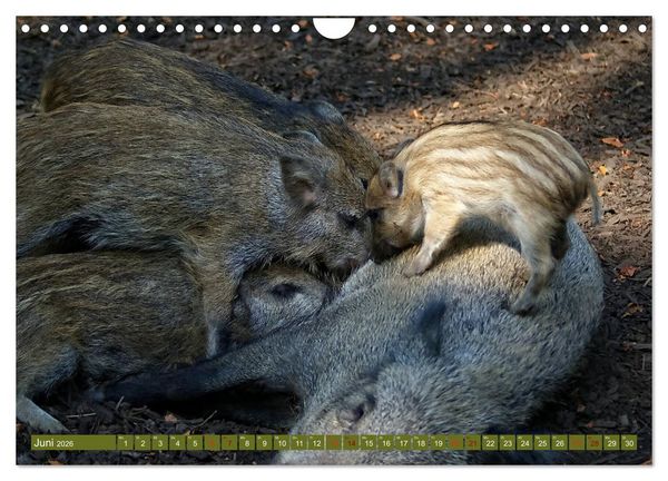 Produktbild: Wildschweins Kinderstube - Freche Frischlinge (Wandkalender 2026 DIN A4 quer), CALVENDO Monatskalender