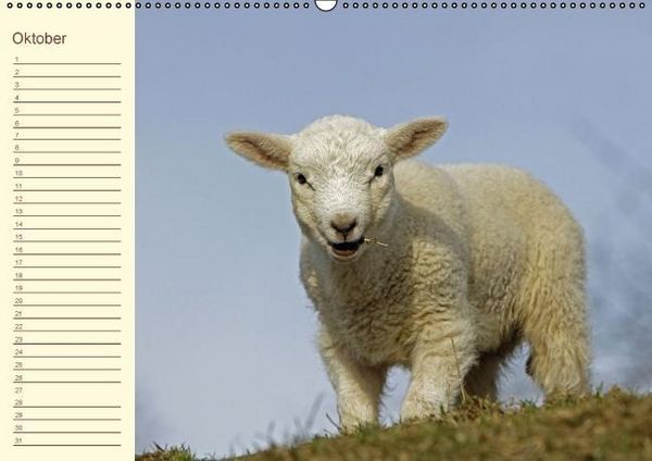 Produktbild: Der wollige Geburtstagskalender (Wandkalender immerw&auml;hrend DIN A2 quer)