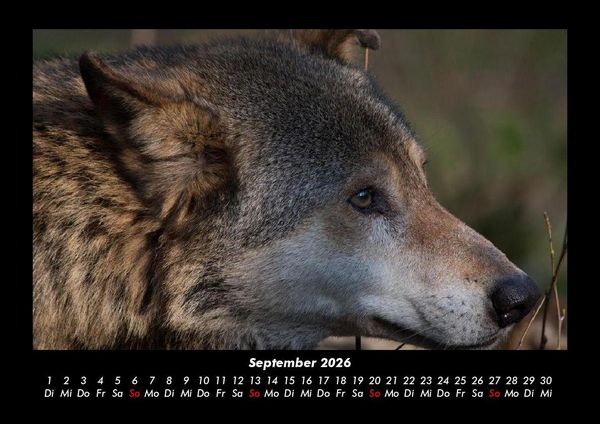 Produktbild: Welt der Tiere 2026 Fotokalender DIN A3