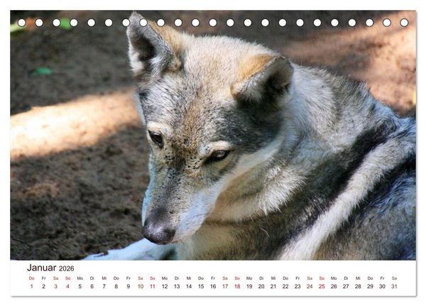 Produktbild: W&ouml;lfe 2026. Tierische Impressionen (Tischkalender 2026 DIN A5 quer), CALVENDO Monatskalender