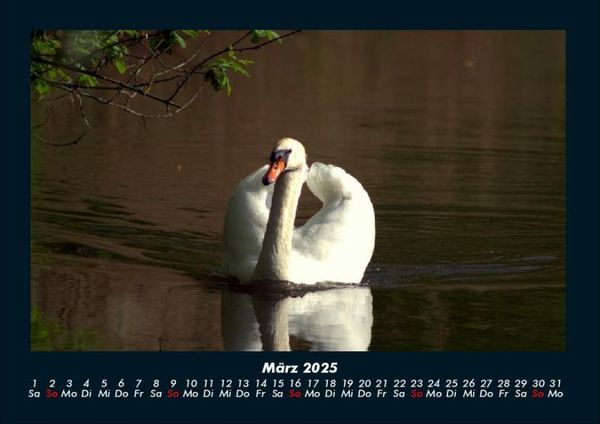 Produktbild: Welt der V&ouml;gel 2025 Fotokalender DIN A4