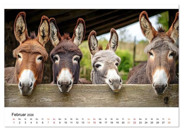 Produktbild: Esel - sanfte Seelen, gro&szlig;e Ohren (Wandkalender 2026 DIN A3 quer), CALVENDO Monatskalender
