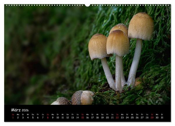 Produktbild: Pilzgalerie (hochwertiger Premium Wandkalender 2026 DIN A2 quer), Kunstdruck in Hochglanz