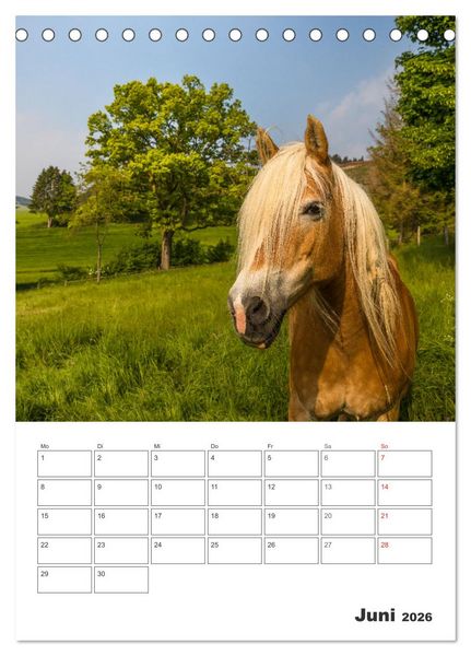 Produktbild: Wittgenstein &ndash; Eine Region mit beeindruckend sch&ouml;ner Landschaft (Tischkalender 2026 DIN A5 hoch), CALVENDO Monatskalender