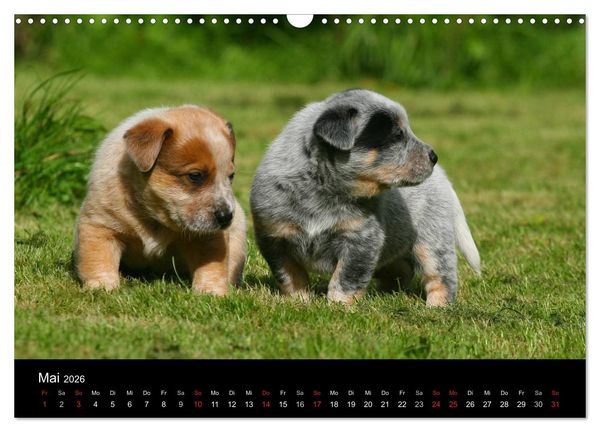 Produktbild: Australian Cattle Dog Welpen (Wandkalender 2026 DIN A3 quer), CALVENDO Monatskalender