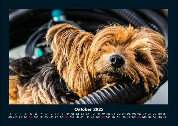 Produktbild: Hunde 2025 Fotokalender DIN A4