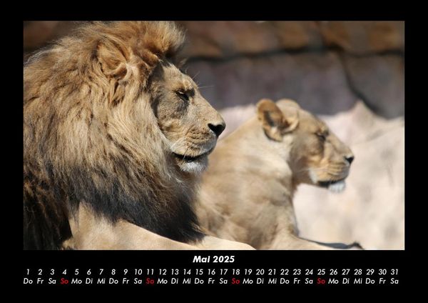 Produktbild: L&ouml;wen in der Wildnis 2025 Fotokalender DIN A3