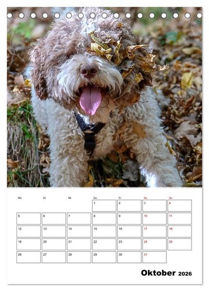 Produktbild: Lagotto Romagnolo - Lustige Zwerge (Tischkalender 2026 DIN A5 hoch), CALVENDO Monatskalender