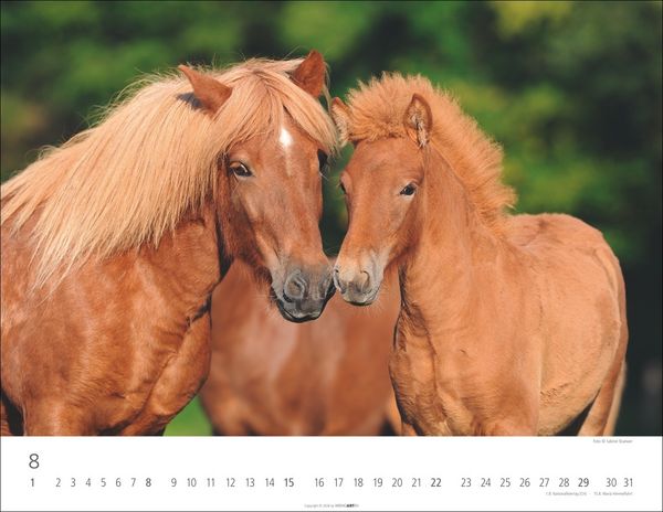 Produktbild: Islandpferde Kalender 2027