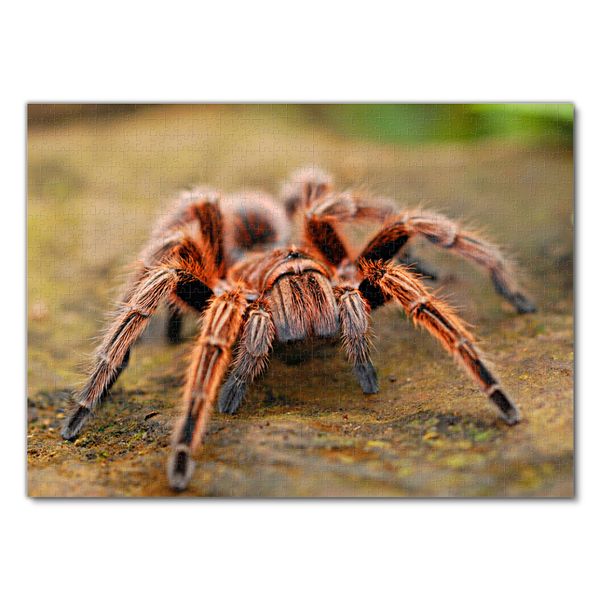 Produktbild: Lais Puzzle Spinne 1000 Teile
