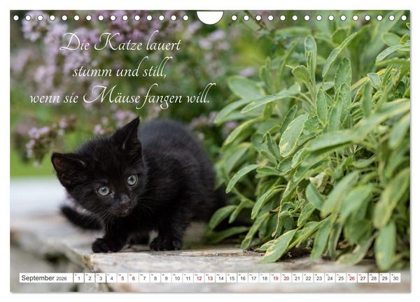 Produktbild: Kitten auf Entdeckungsreise (Wandkalender 2026 DIN A4 quer), CALVENDO Monatskalender