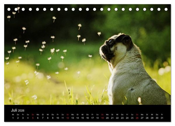 Produktbild: Der MOPS-Kalender (Tischkalender 2026 DIN A5 quer), CALVENDO Monatskalender