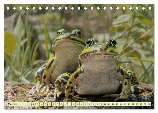 Produktbild: Fr&ouml;hliche Fr&ouml;sche (Tischkalender 2026 DIN A5 quer), CALVENDO Monatskalender
