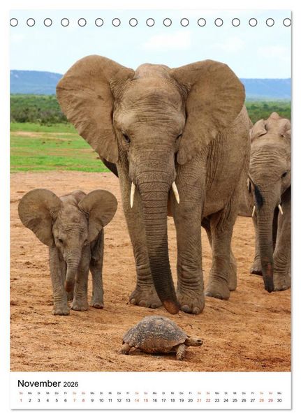 Produktbild: S&Uuml;DAFRIKA Wild-Tiere im Addo Elephant Park (Tischkalender 2026 DIN A5 hoch), CALVENDO Monatskalender