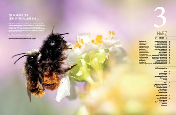Produktbild: Wildbienenhelfer