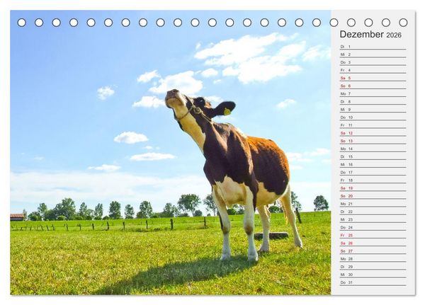 Produktbild: Die Kuh macht Muuuh! (Tischkalender 2026 DIN A5 quer), CALVENDO Monatskalender