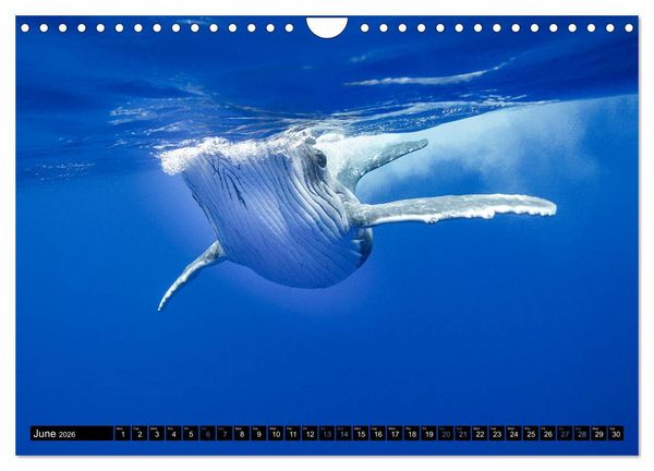 Produktbild: A Whale of a Year (Wall Calendar 2026 DIN A4 landscape), CALVENDO 12 Month Wall Calendar