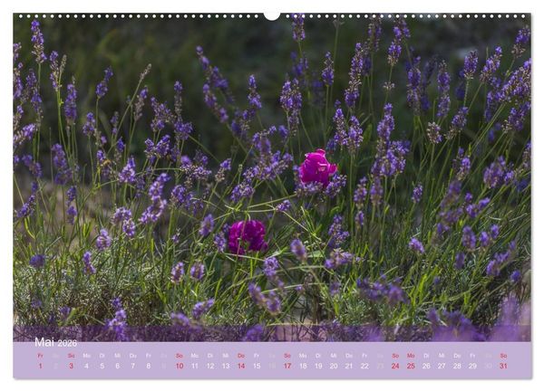 Produktbild: Die Farbe des Lavendels (hochwertiger Premium Wandkalender 2026 DIN A2 quer), Kunstdruck in Hochglanz