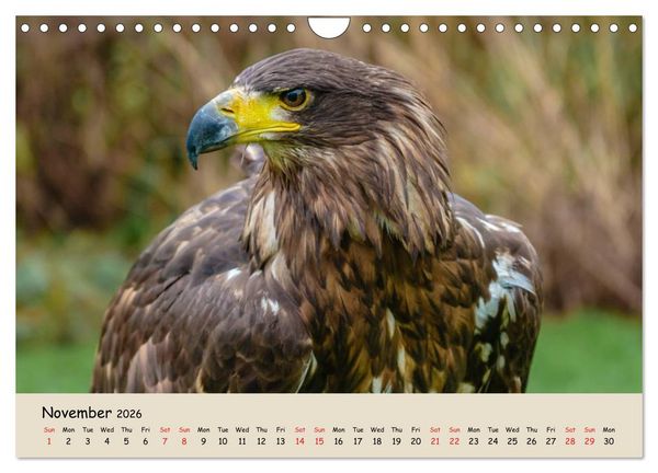 Produktbild: British Birds of Prey (Wall Calendar 2026 DIN A4 landscape), CALVENDO 12 Month Wall Calendar