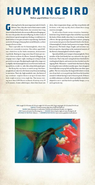 Produktbild: Birds
