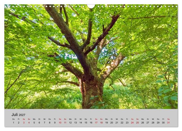Produktbild: Biosph&auml;renreservat Schaalsee (Wandkalender 2027 DIN A3 quer), CALVENDO Monatskalender