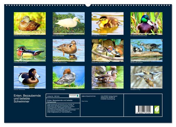 Produktbild: Enten. Bezaubernde und beliebte Schwimmer (hochwertiger Premium Wandkalender 2026 DIN A2 quer), Kunstdruck in Hochglanz