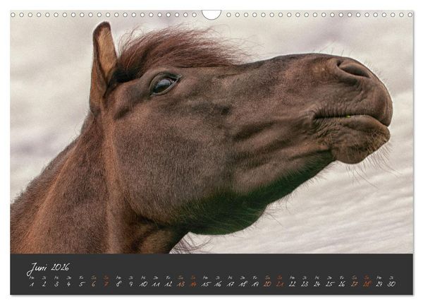 Produktbild: Islandpferde im Isi-Land (Wandkalender 2026 DIN A3 quer), CALVENDO Monatskalender