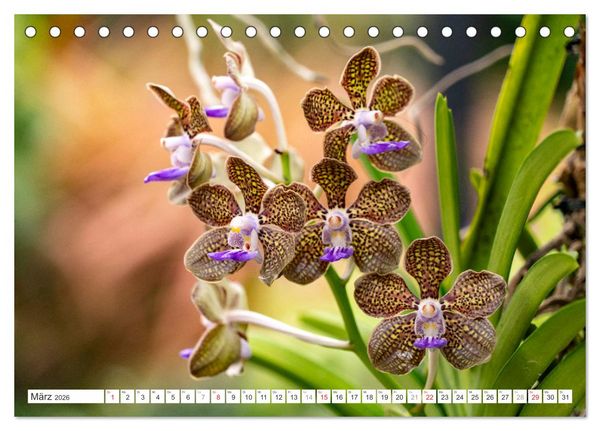 Produktbild: Orchidaceae - Orchideen (Tischkalender 2026 DIN A5 quer), CALVENDO Monatskalender