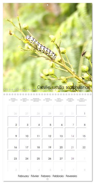 Produktbild: D&eacute;licats Papillons de nos r&eacute;gions, de France et d'Europe (Calendrier mural carr&eacute; 2026 30x30 cm) Calendrier double avec une page pour vos prises de notes