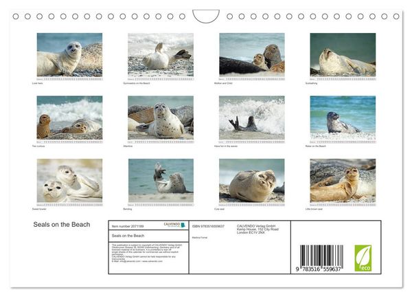 Produktbild: Seals on the Beach (Wall Calendar 2026 DIN A4 landscape), CALVENDO 12 Month Wall Calendar