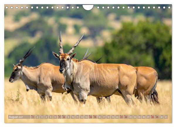 Produktbild: Antilopenzauber (Wandkalender 2027 DIN A4 quer), CALVENDO Monatskalender