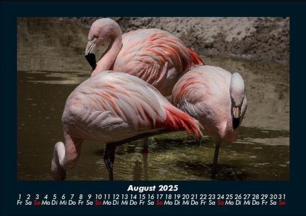 Produktbild: Vogelparadies 2025 Fotokalender DIN A5