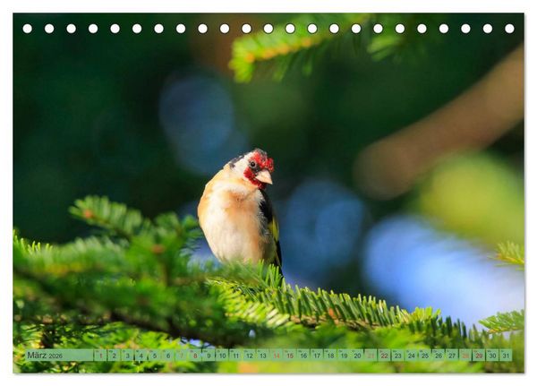 Produktbild: Distelfink (Tischkalender 2026 DIN A5 quer), CALVENDO Monatskalender