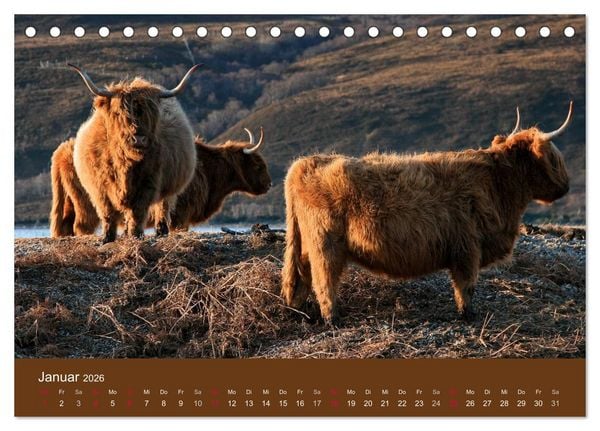 Produktbild: Schottische Hochlandrinder - Highland Cattle (Tischkalender 2026 DIN A5 quer), CALVENDO Monatskalender