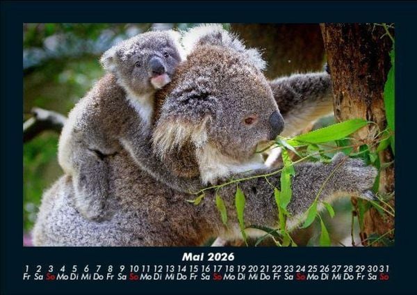 Produktbild: Koala 2026 Fotokalender DIN A5