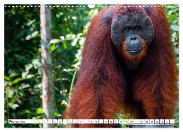 Produktbild: Orang Utans von Borneo Tierkalender 2026 (Wandkalender 2026 DIN A3 quer), CALVENDO Monatskalender