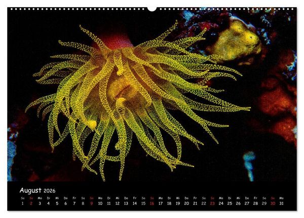 Produktbild: Die Welt unter Wasser (Wandkalender 2026 DIN A2 quer), CALVENDO Monatskalender