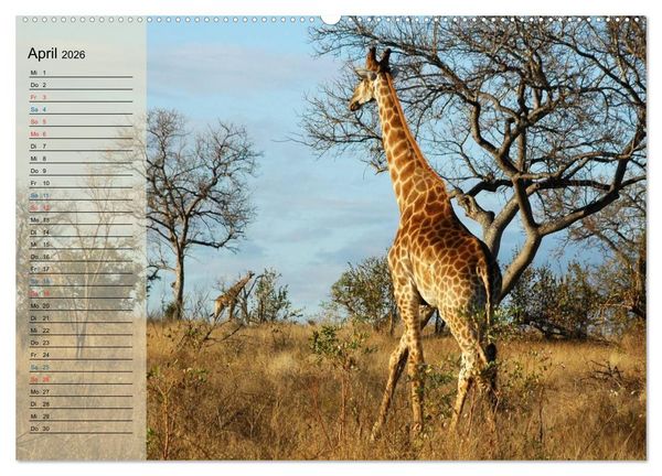 Produktbild: S&uuml;d Afrika - vom Kr&uuml;ger Nationalpark bis nach Kapstadt (hochwertiger Premium Wandkalender 2026 DIN A2 quer), Kunstdruck in Hochglanz