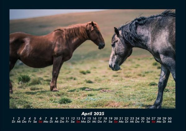Produktbild: Die Welt der Pferde 2025 Fotokalender DIN A4