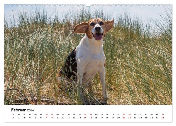 Produktbild: Strandurlaub mit Hund (Wandkalender 2026 DIN A2 quer), CALVENDO Monatskalender