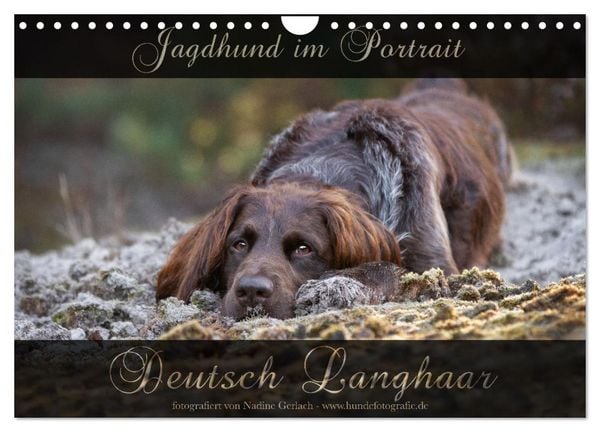 Jagdhund im Portrait - Deutsch Langhaar (Wandkalender 2026 DIN A4 quer), CALVENDO Monatskalender
