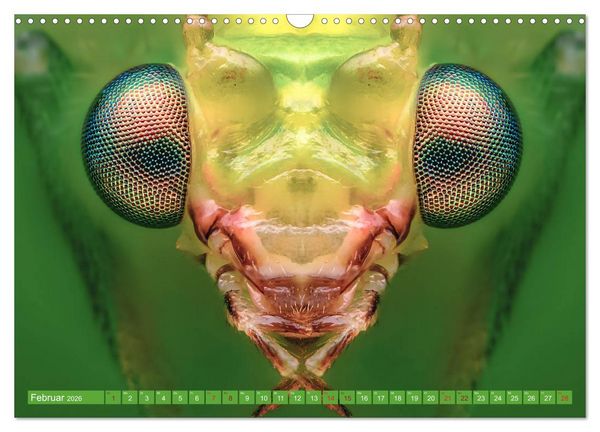 Produktbild: Extreme Makroaufnahmen - Insekten so nah wie nie (Wandkalender 2026 DIN A3 quer), CALVENDO Monatskalender