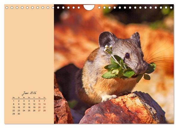 Produktbild: Mausige Zeiten! Putzige Gesellen mit Knopfaugen (Wandkalender 2026 DIN A4 quer), CALVENDO Monatskalender