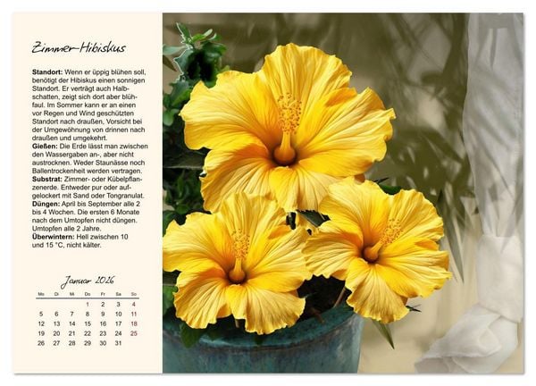 Produktbild: Bl&uuml;tenpracht am Fenster (Wandkalender 2026 DIN A3 quer), CALVENDO Monatskalender