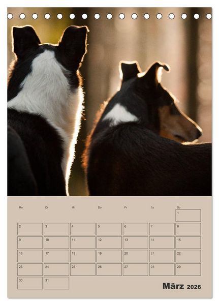 Produktbild: Kurzhaarcollies (Tischkalender 2026 DIN A5 hoch), CALVENDO Monatskalender