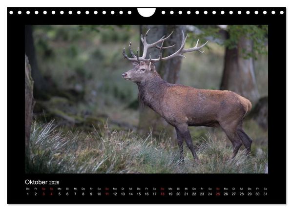 Produktbild: Wolf, Luchs und Co. - Tierbilder aus dem Bayerischen Wald (Wandkalender 2026 DIN A4 quer), CALVENDO Monatskalender