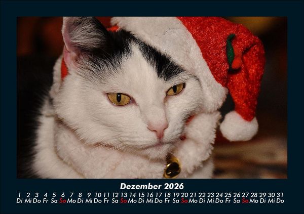 Produktbild: F&uuml;r Katzenfreunde 2026 Fotokalender DIN A5