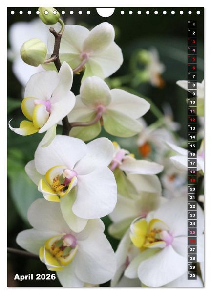 Produktbild: Freude an Orchideen (Wandkalender 2026 DIN A4 hoch), CALVENDO Monatskalender